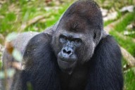San Antonio Zoo welcomes fourth gorilla to Congo Falls habitat