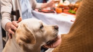 How to keep your pets safe this Thanksgiving
