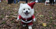 Deck the paws: Dozens of dogs don Christmas jumpers for parade
