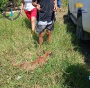 Triste historia para un cachorro de Puma en la jurisdicción de Corporinoquia