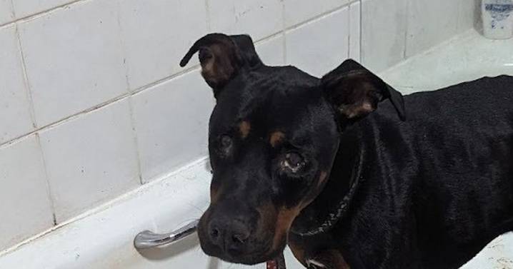 Nottingham couple banned from owning animals after neglecting dog