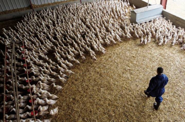 Bird flu virus could risk pandemic worse than COVID if it mutates, France's Institut Pasteur says