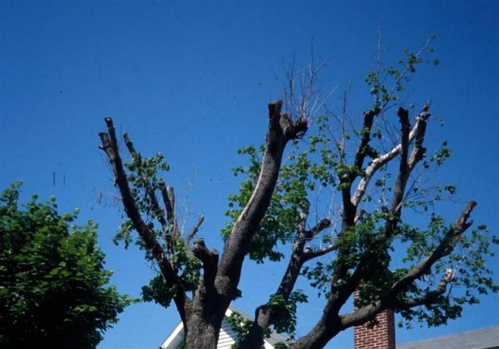 Topping and other reasons your trees need a trained arborist