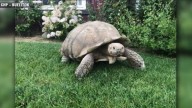 Gramma the Galapagos tortoise, oldest resident of San Diego Zoo, dies at about 141