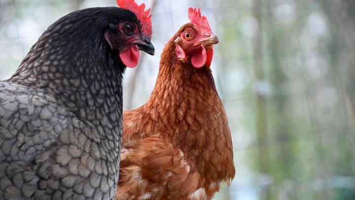 Arranca el confinamiento de las aves de corral de toda Castilla-La Mancha: qué se puede y qué no se puede hacer