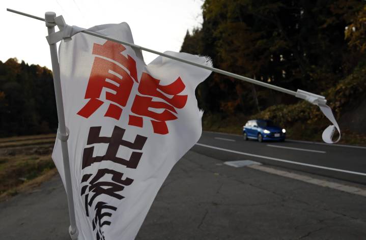 Ataques de osos en Japón dejan 13 muertos; gobierno autoriza dispararles con rifles