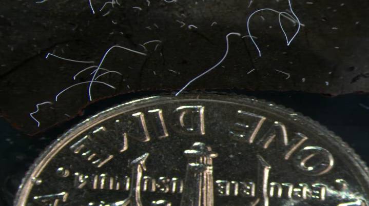 Descubren una bacteria gigante visible a simple vista e...