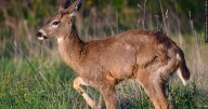 "'Tis the season" to look out for deer, says IDOT