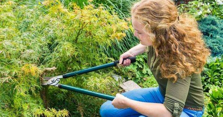 The 'best time' to prune Japanese maples so they look 'more beautiful'