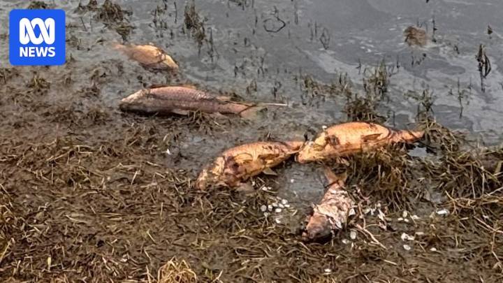 EPA investigating after hundreds of fish found dead in Victoria's Tarwin River