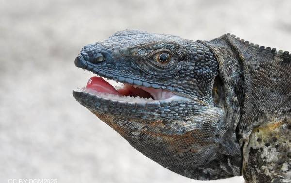 La redención de una iguana mexicana