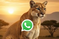 Depredador. Cómo activar el “modo puma” de WhatsApp