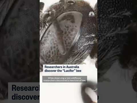 Researchers in Australia discover the "Lucifer" bee