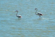 Doñana vive su primer año húmedo desde 2010  pero el acuífero mantiene una tendencia "desfavorable"