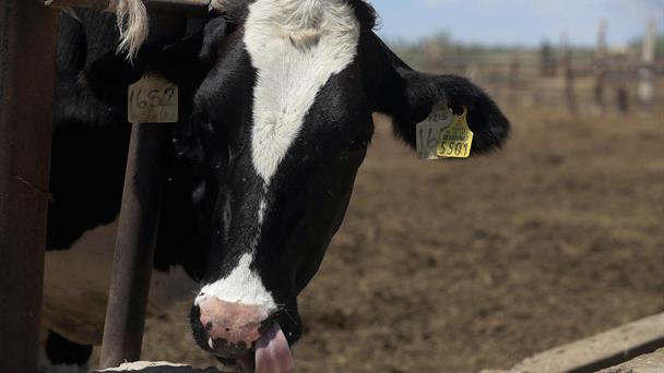 México evita dispersión de gusano barrenador con inversión de 114 millones de dólares