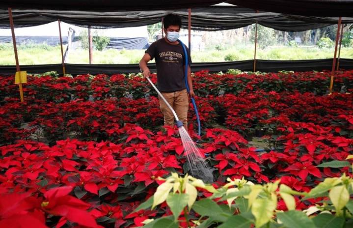 Con producción récord, inicia temporada de venta de plantas de Nochebuena en CDMX