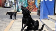 Denuncian Envenenamiento Masivo de Perros en Zacatecas