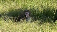 One of 3 escaped research monkeys found in Mississippi after truck crash