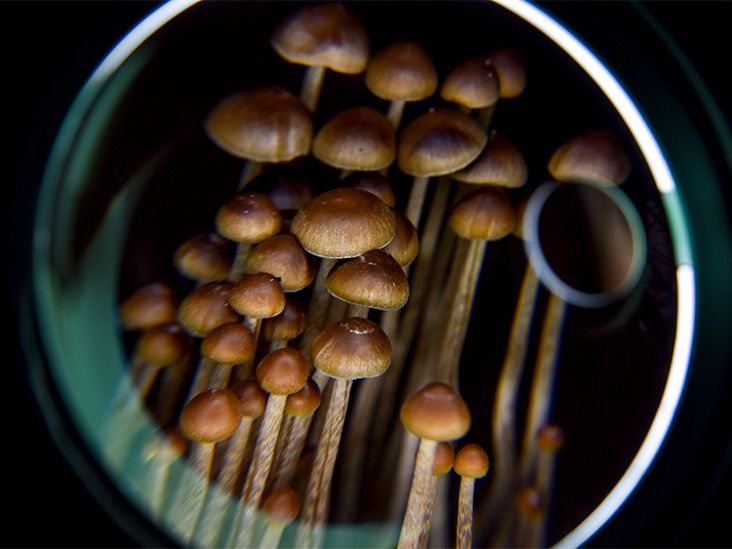 Depression: Psychedelics may strengthen memory circuits in brain