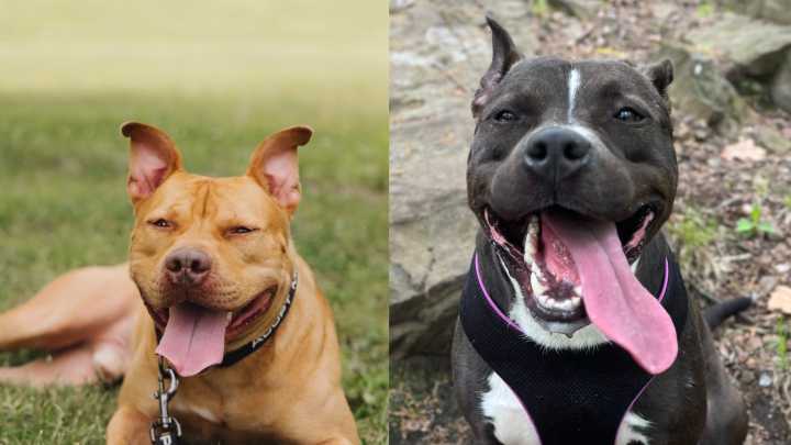 Meet the North Jersey adoptable pets of the week Berkeley and Randy