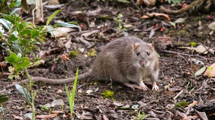 Orkin gives Los Angeles the unwanted title of U.S.’s ‘rattiest’ city