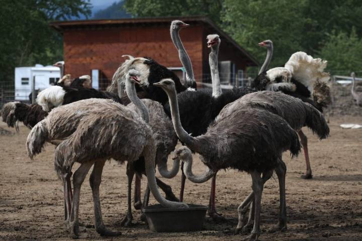 Gunshots ring out at B.C. ostrich farm as cull moves ahead