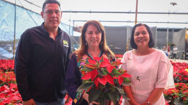 Impulsan Nochebuena morelense