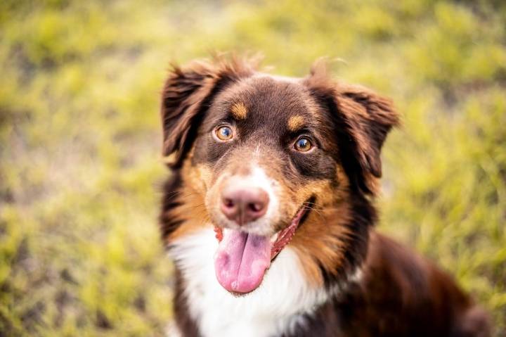 9 Best Dry Dog Foods for Australian Shepherds