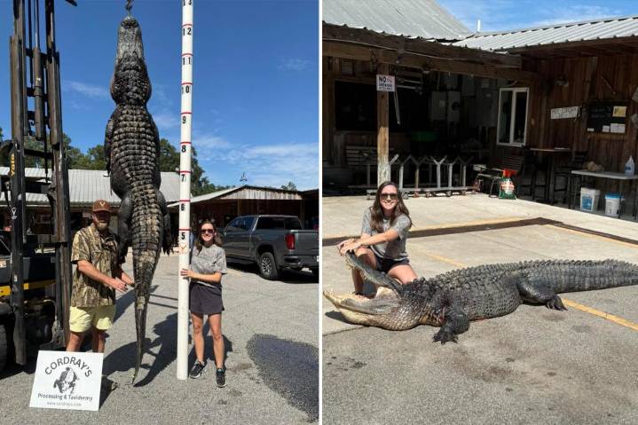 South Carolina mother on maternity leave nabs 12-foot alligator her family plans to turn into rug