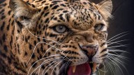 11-year-old boy fights off leopard in Palghar forest; school bag saves his life
