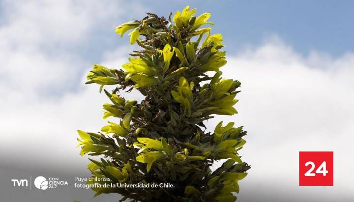 Estudio chileno revela sorprendente relación entre aves y una planta endémica de Chile central