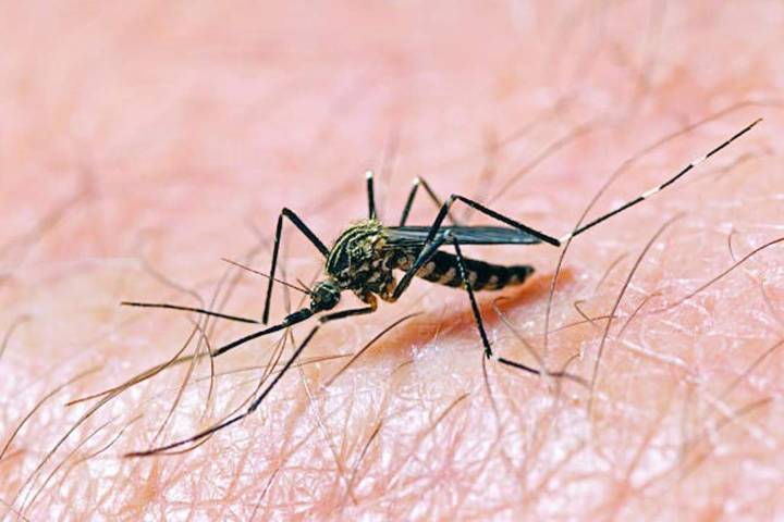 La Diputación de Sevilla actúa en 11.000 hectáreas para frenar el Virus del Nilo