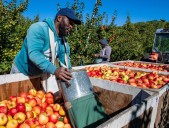 Drought wilts Maine’s apple and blueberry yields