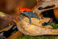 Latinoamérica llega a la COP30 con el desafío de convertir compromisos en acción