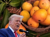 Trump rolls back tariffs on food imports; Indian mango and tea exports set to benefit