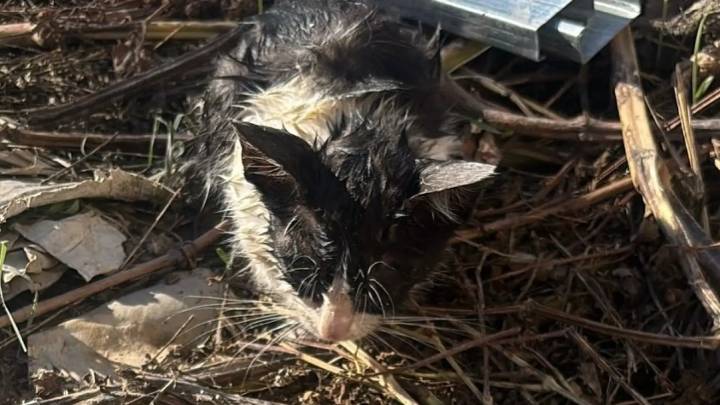 SOS de una protectora de Huesca: "Tenemos 53 gatos y dinero solo para mantenerlos una semana"