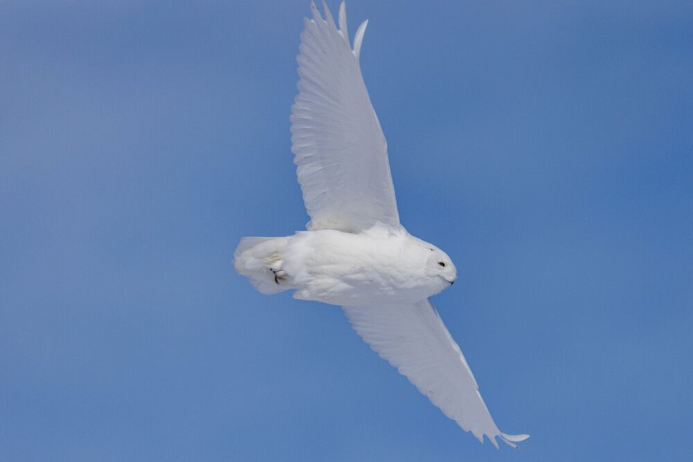 Joly: Avian flu taking huge toll on North American wildlife