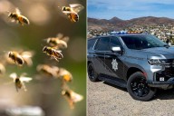 Pedestrian Killed in Freak Accident After Swarm of Bees Stung Driver, Causing Crash