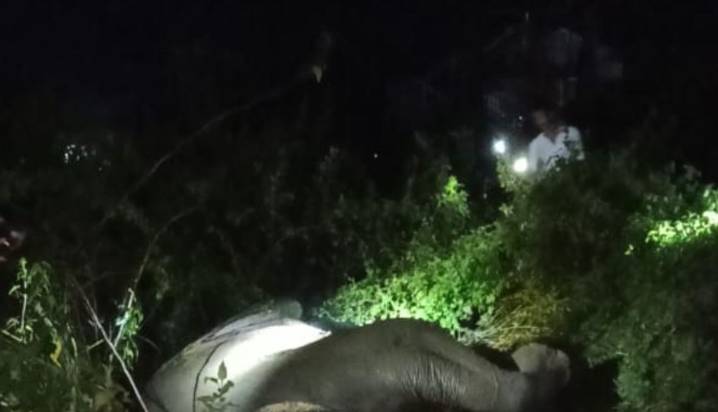 Tusker Killed After Being Hit by Shalimar Express Train in Odisha's Mayurbhanj