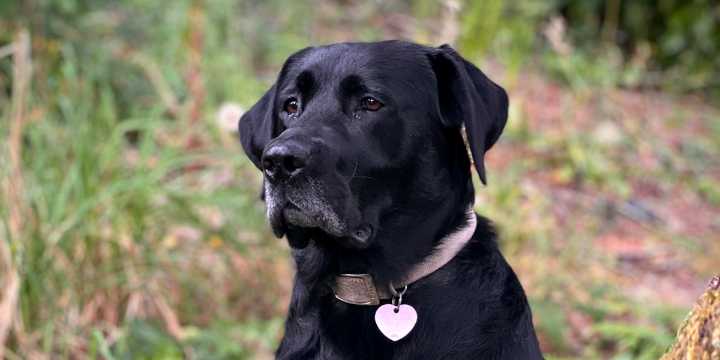 Newport man gets prison time for shooting, killing neighbors’ dog