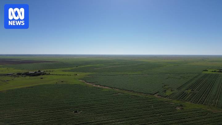 Farmers push to use Great Artesian Basin water for irrigation in western Qld