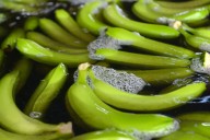 Exportadores de banano, optimistas en que se concrete reducción de aranceles con Estados Unidos