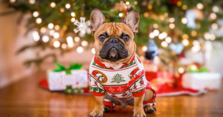 ¡Alerta de estilo! Tus besties peludos son los nuevos protagonistas de la moda este ‘Buen Fin’