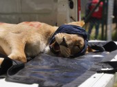 Así está el ex zoológico de Luján hoy y el plan sin precedentes para salvar leones, tigres y osos