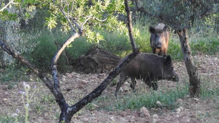 España detecta dos casos de peste porcina africana en jabalíes silvestres