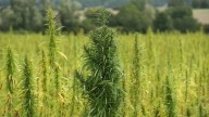 New Mexico Department of Justice warns retailers about selling unregulated 'hemp' products