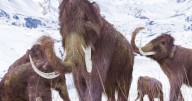 Woolly mammoth closer to roaming the Earth again as scientists make genetic breakthrough