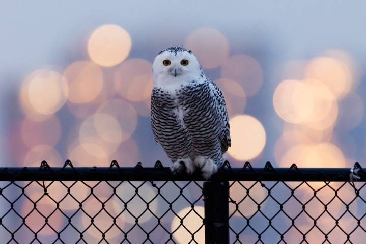 Snowy owls’ unusually early visit to Chicago lakefront could signal migratory boom