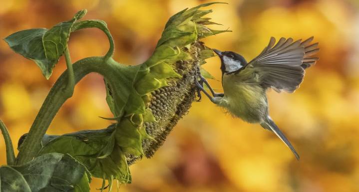 Birds Feast on Sunflower Seeds in Perfect Autumnal Scene Captured From Kitchen Window