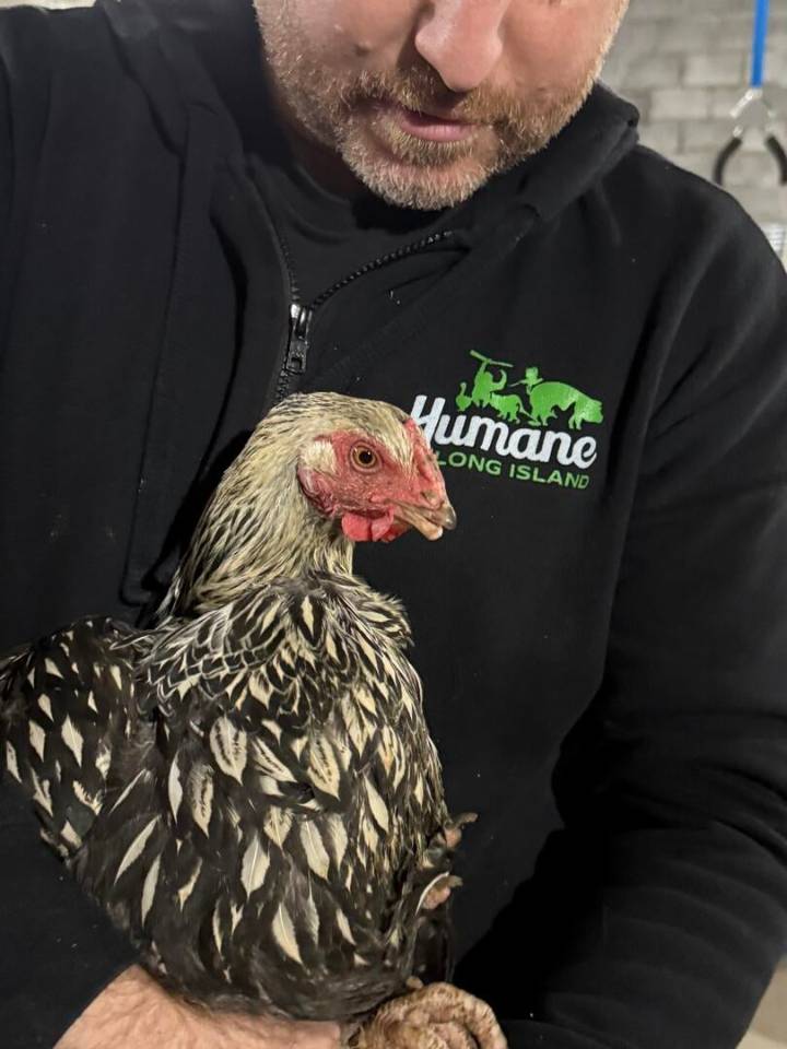 Riverhead man jailed again after 50 animals rescued from unlicensed slaughterhouse